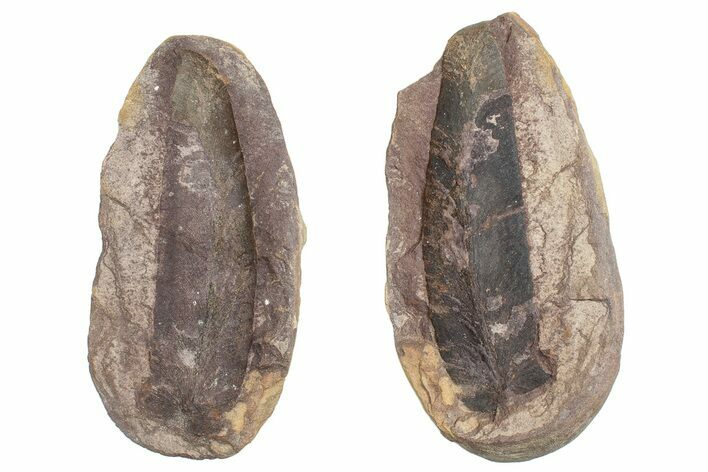 Macroneuropteris Fern Fossil Pos/Neg - Mazon Creek #270047